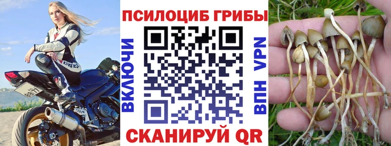 Псилоцибиновые грибы Psilocybe  blacksprut вход  Светлогорск 